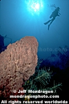 Giant Barrel Sponge images