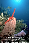 Giant Barrel Sponge photos