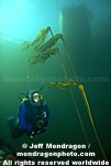 Diver and Bull Kelp pictures