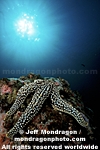 Giant Spined Sea Star pictures