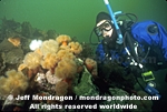 Diver and Anemones photos