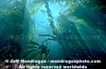 diver in kelp forest photos