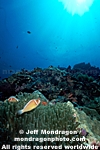 Pink Anemonefish pictures