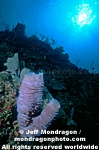 Azure Vase Sponge images