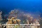 Coral and Sponges Spawning images