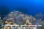 Coral and Sponges Spawning photos