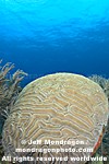 Brain Coral pictures