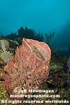 Giant Barrel Sponge pictures