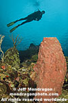 Giant Barrel Sponge pictures