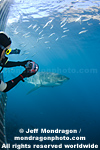Diver in Shark Cage photos