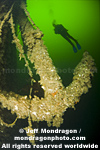 Scuba Diver  photos