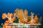 Soft Coral on Tropical Reef images
