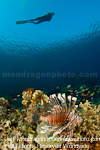 Scuba Diver and lionfish over Tropical C images