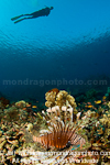 Scuba Diver and lionfish over Tropical C images