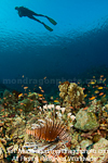 Scuba Diver and lionfish over Tropical C photos