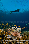Scuba Diver and lionfish over Tropical C pictures