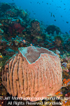 Giant barrel sponge pictures