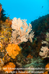 Tropical Coral Reef photos