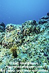 Brittle star barrens pictures