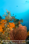 barrel sponge on Tropical Coral Reef images