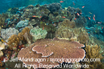 Tropical Coral Reef pictures