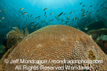 brain coral on Tropical Coral Reef images
