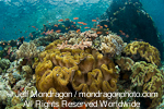 Tropical Fish on Coral Reef photos