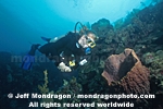 Diver & Giant Barrel Sponge images